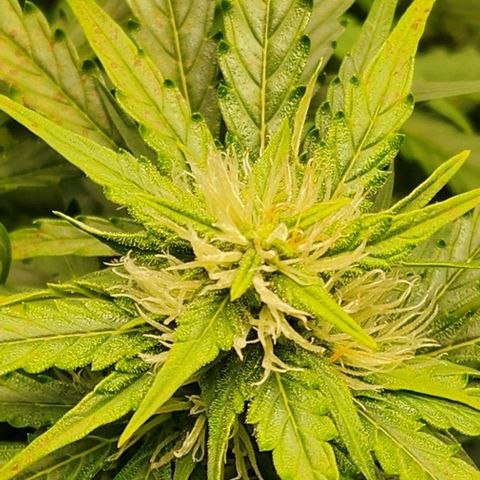 Cookies Gelato Automatic growlog timeline photo