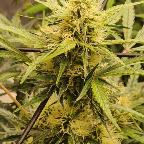 Cookies Gelato Automatic growlog timeline photo