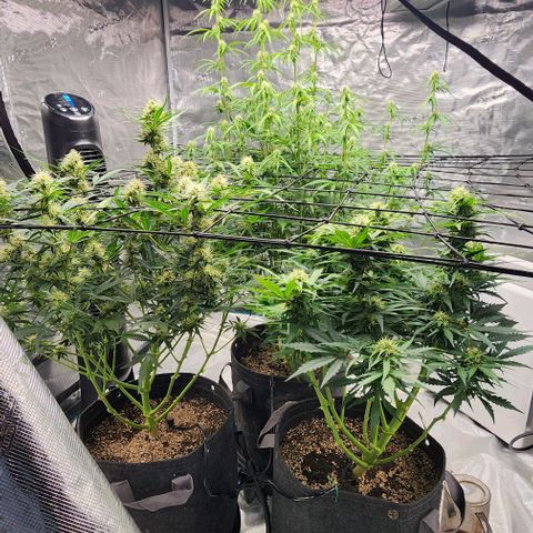 Cookies Gelato Automatic growlog timeline photo