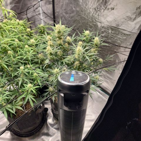 Cookies Gelato Automatic growlog timeline photo