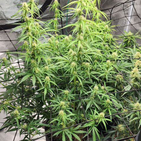 Cookies Gelato Automatic growlog timeline photo