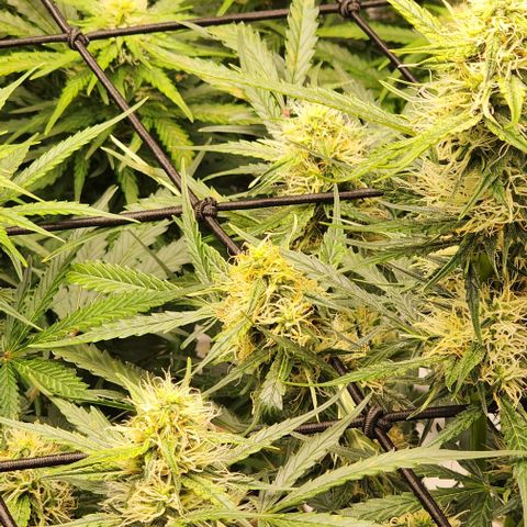 Cookies Gelato Automatic growlog timeline photo