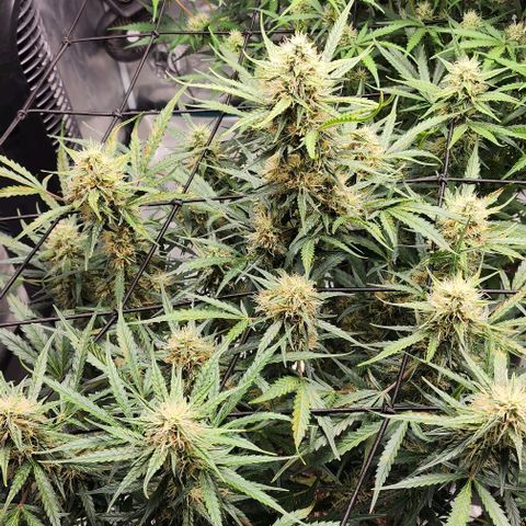 Cookies Gelato Automatic growlog timeline photo