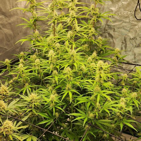 Cookies Gelato Automatic growlog timeline photo