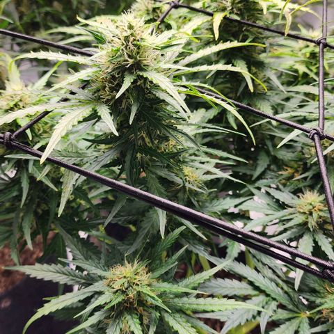 Cookies Gelato Automatic growlog timeline photo