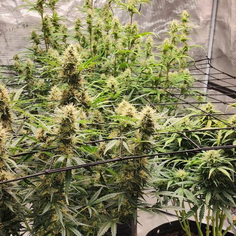 Cookies Gelato Automatic growlog timeline photo