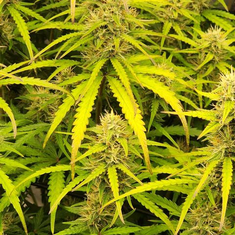 Royal AK Automatic growlog timeline photo