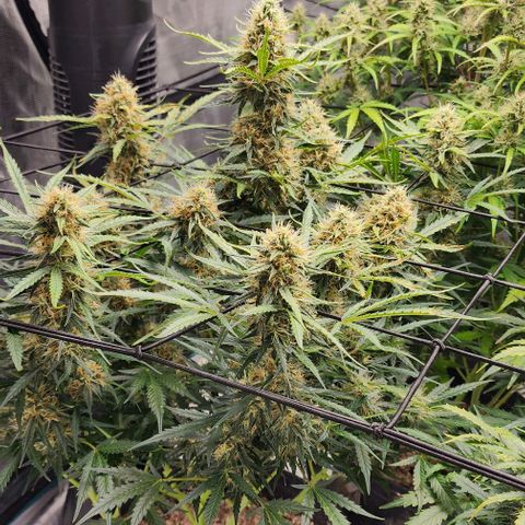 Cookies Gelato Automatic growlog timeline photo