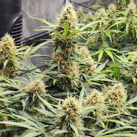 Cookies Gelato Automatic growlog timeline photo