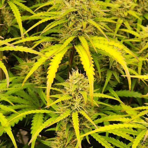 Royal AK Automatic growlog timeline photo