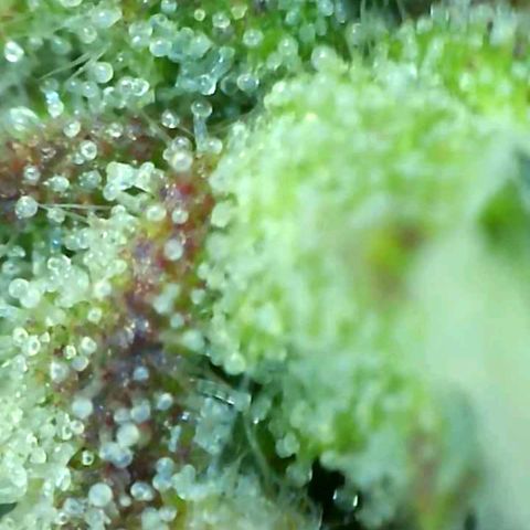 Cookies Gelato Automatic growlog photo: Couple weeks to go