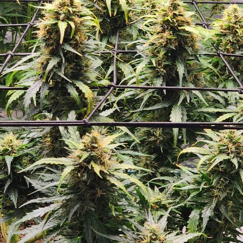 Cookies Gelato Automatic growlog timeline photo