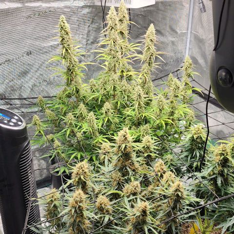 Cookies Gelato Automatic growlog timeline photo
