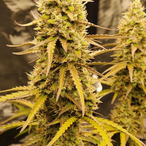 Cookies Gelato Automatic growlog timeline photo