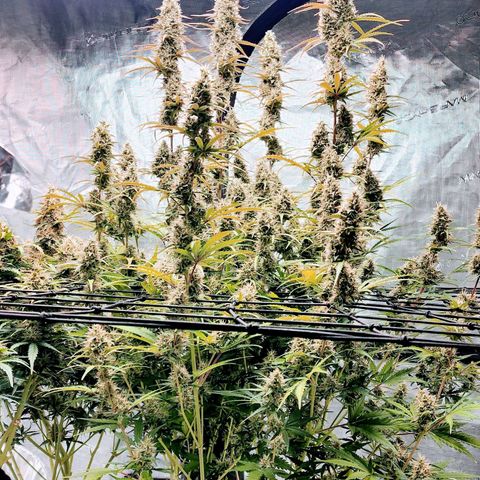 Cookies Gelato Automatic growlog timeline photo