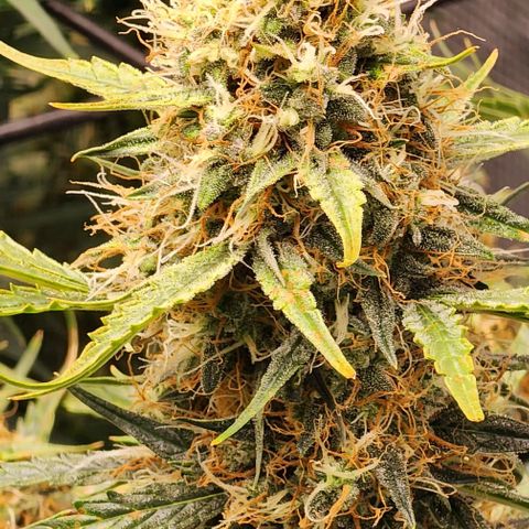 Cookies Gelato Automatic growlog timeline photo