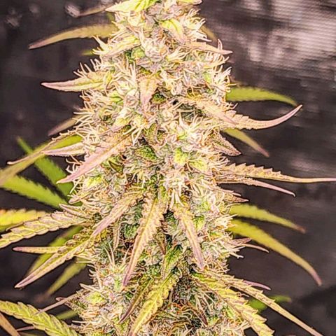 Royal AK Automatic growlog timeline photo