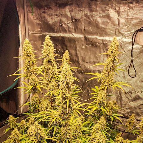 Royal AK Automatic growlog timeline photo