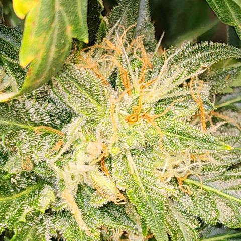 Cookies Gelato Automatic growlog timeline photo