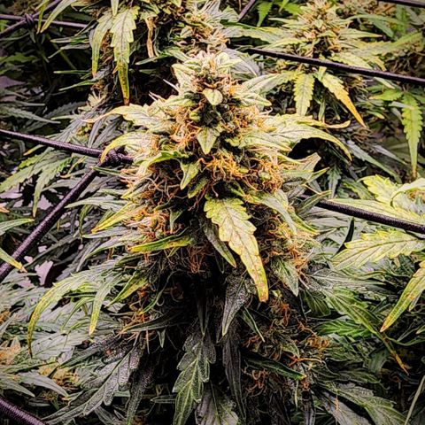 Cookies Gelato Automatic growlog timeline photo