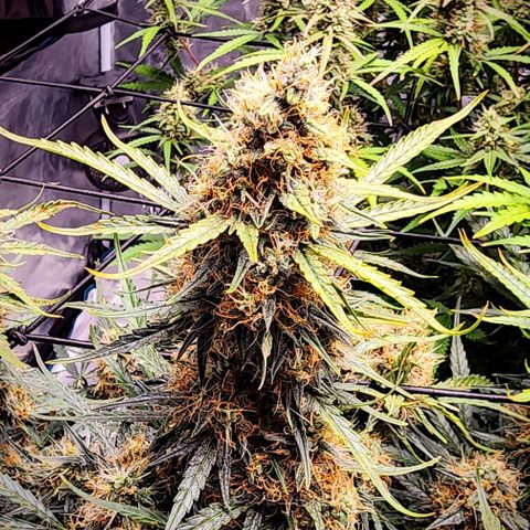 Cookies Gelato Automatic growlog timeline photo