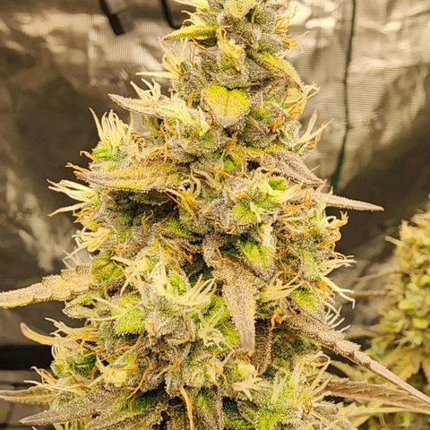 Royal AK Automatic growlog timeline photo