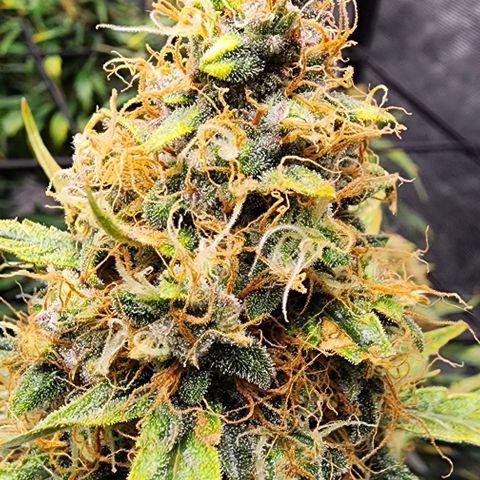 Cookies Gelato Automatic growlog timeline photo