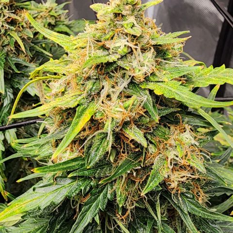 Cookies Gelato Automatic growlog timeline photo