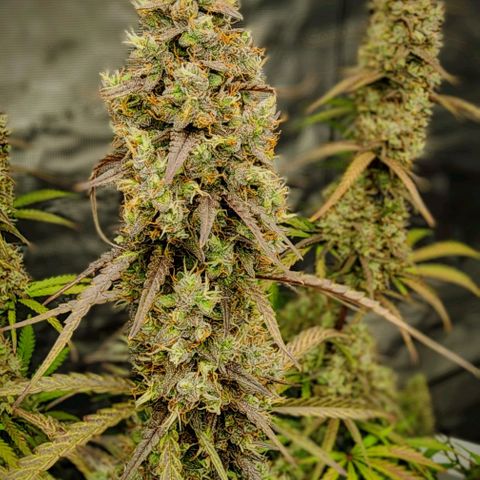 Royal AK Automatic growlog timeline photo