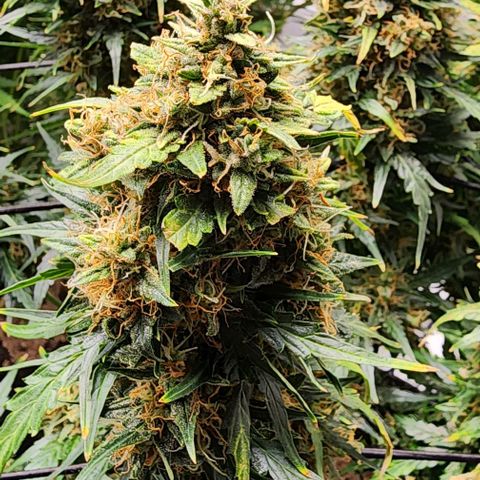 Cookies Gelato Automatic growlog timeline photo