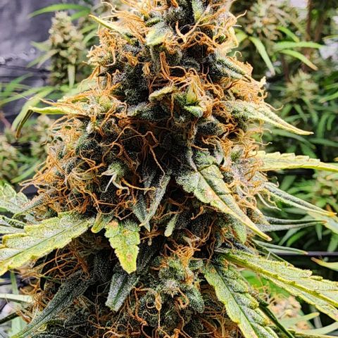 Cookies Gelato Automatic growlog timeline photo