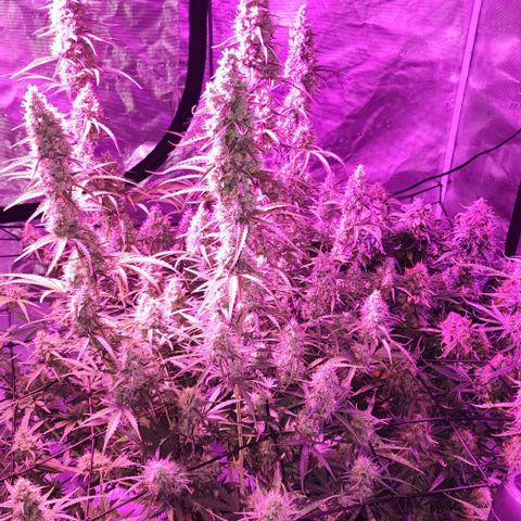 Cookies Gelato Automatic growlog timeline photo