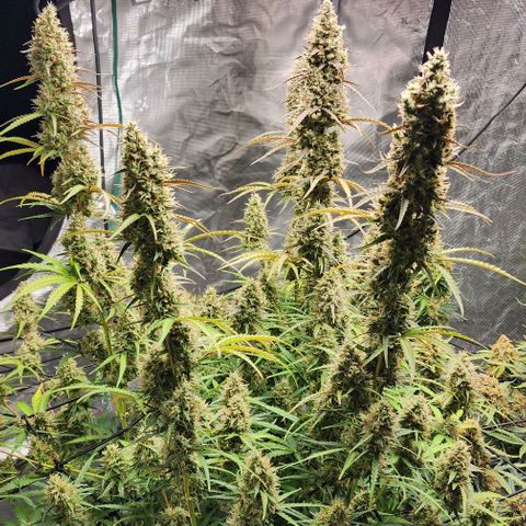 Cookies Gelato Automatic growlog timeline photo