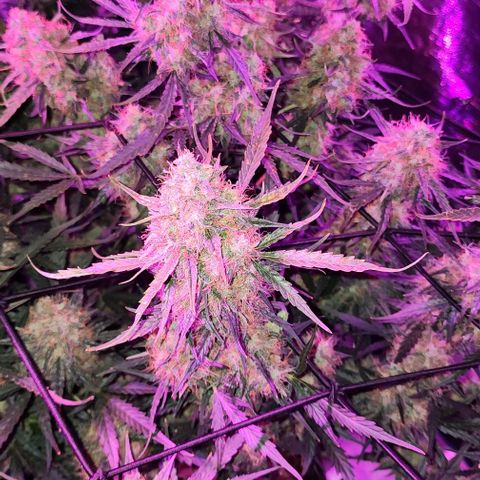 Cookies Gelato Automatic growlog timeline photo