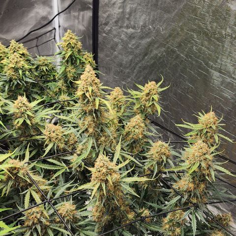 Cookies Gelato Automatic growlog timeline photo