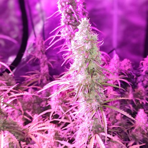 Cookies Gelato Automatic growlog timeline photo