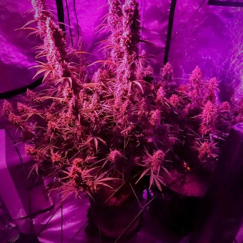 Cookies Gelato Automatic growlog timeline photo