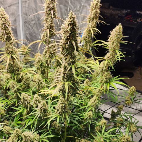 Cookies Gelato Automatic growlog timeline photo