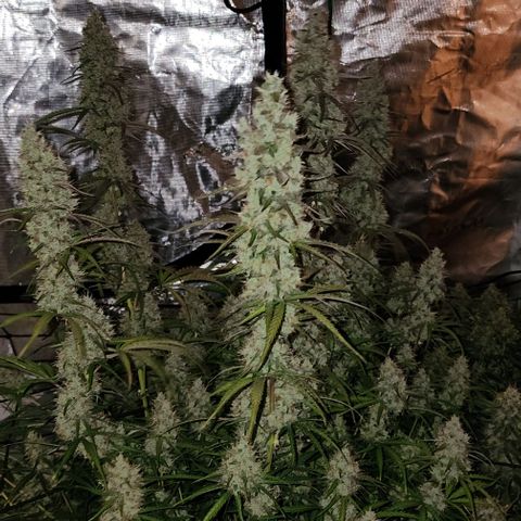 Cookies Gelato Automatic growlog timeline photo