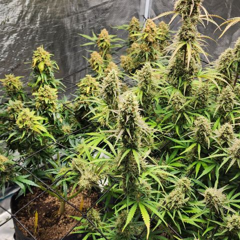 Cookies Gelato Automatic growlog timeline photo