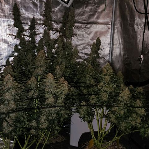 Cookies Gelato Automatic growlog timeline photo