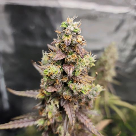Royal AK Automatic growlog timeline photo