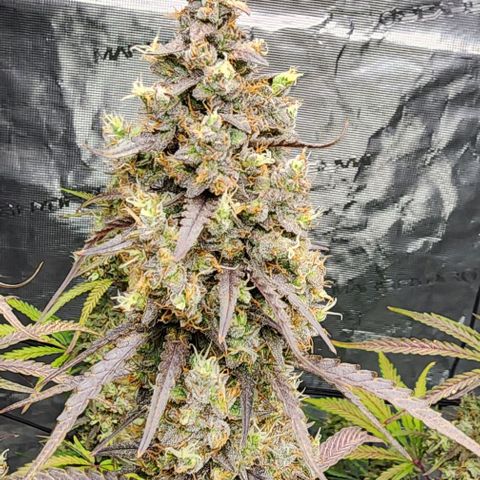 Royal AK Automatic growlog timeline photo