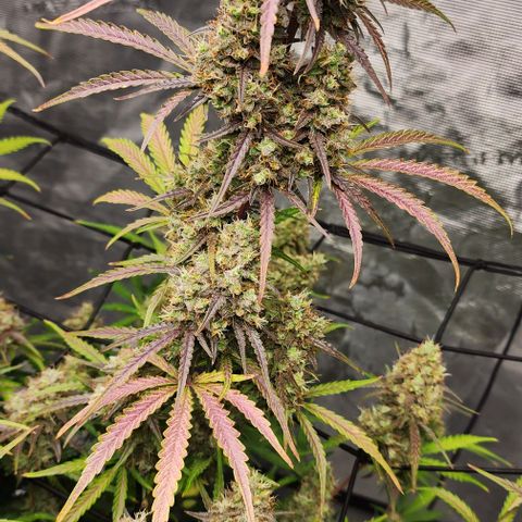 Royal AK Automatic growlog timeline photo