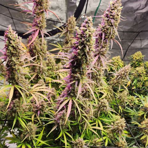 Cookies Gelato Automatic growlog timeline photo