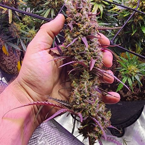 Cookies Gelato Automatic growlog timeline photo