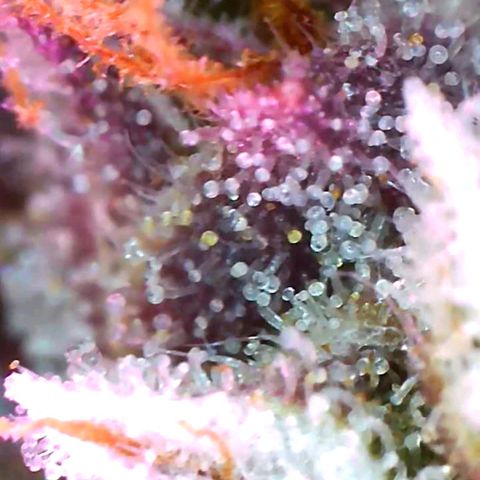 Cookies Gelato Automatic growlog timeline photo