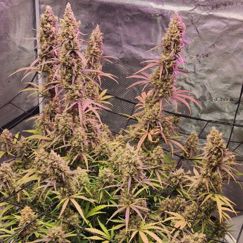 Cookies Gelato Automatic growlog timeline photo