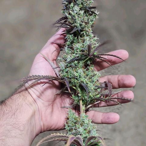 Cookies Gelato Automatic growlog timeline photo