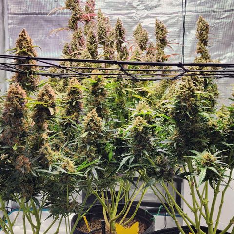 Cookies Gelato Automatic growlog timeline photo